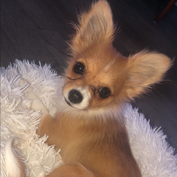 Meet your Posher, Devon - Picture 1 of 1